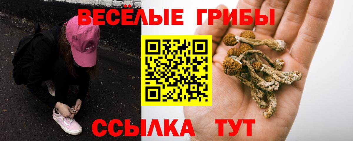Псилоцибиновые грибы Psilocybe Кисловодск